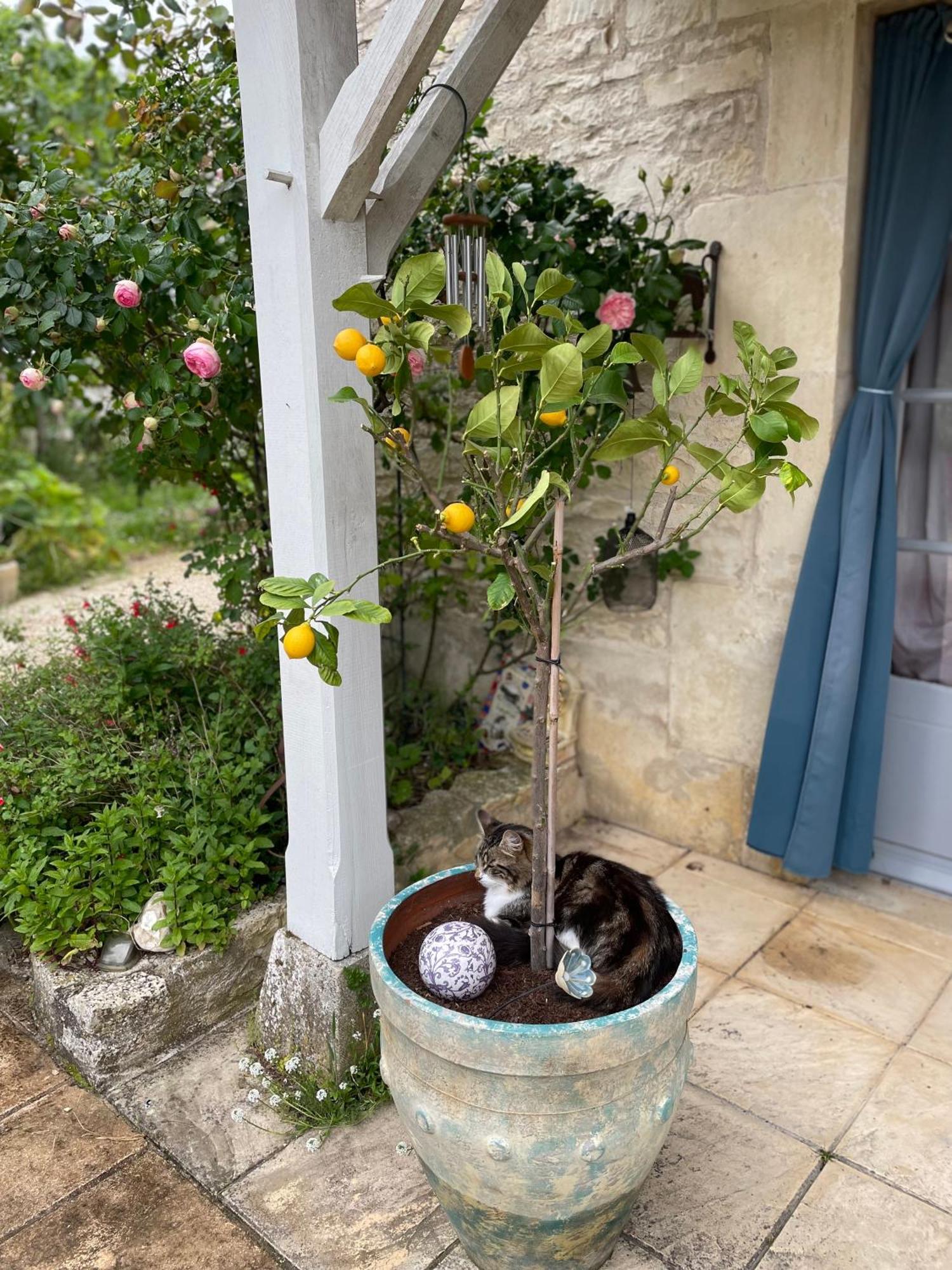 Sous L Olivier Apartment Tusson Exterior photo